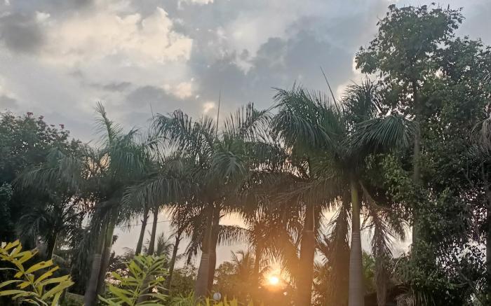 The Silver Palm 