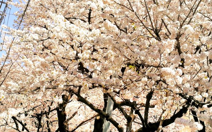 Tokyo Kimi Homestay