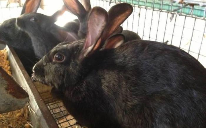 Alloggio Agrituristico Ronchi Di Fornalis