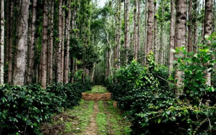 Coorg Mystere
