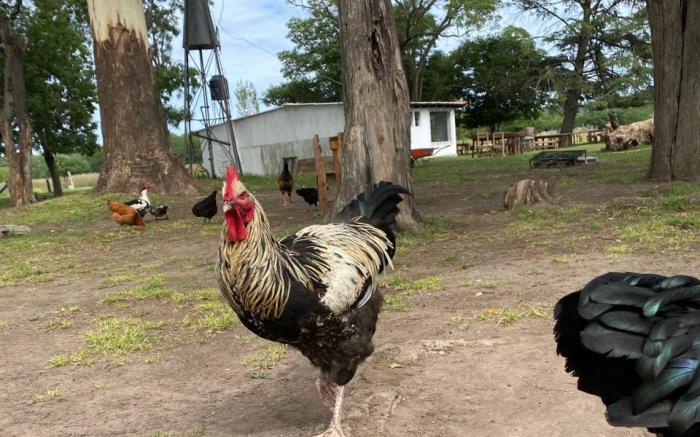 Granja Familiar Lo de Elvira