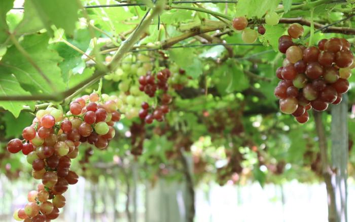The Vineyard at Tanauan