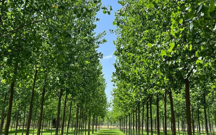 Solis Wellness Retreat