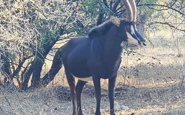 Unathi Game Lodge