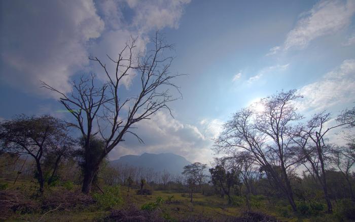 Bamboo Banks Farm and Guest House - Masinagudi