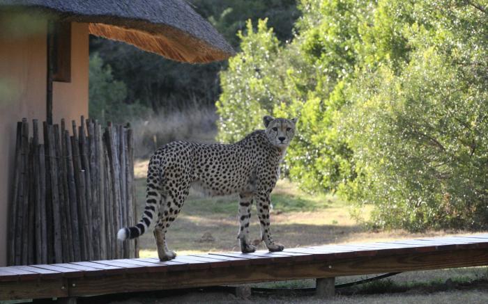 Bukela Game Lodge – Amakhala Game Reserve