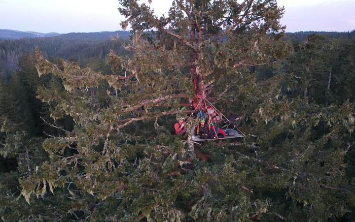 Tree Climbing at Silver Falls