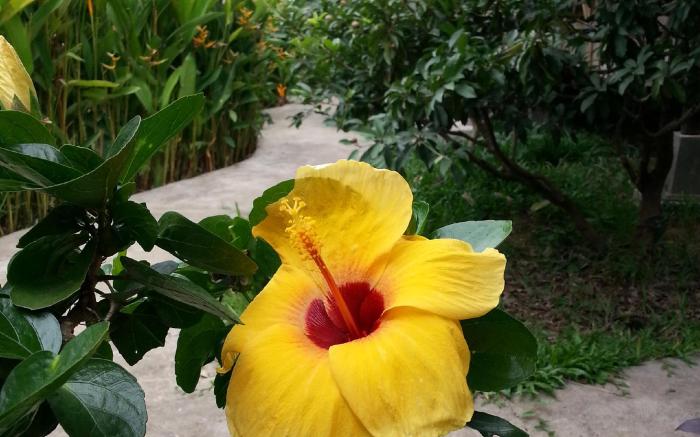 Bird of Paradise Bungalows