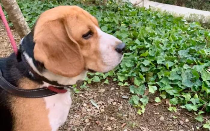 Wind Chimes 3 BDR, Villa - Private Cook, BBQ