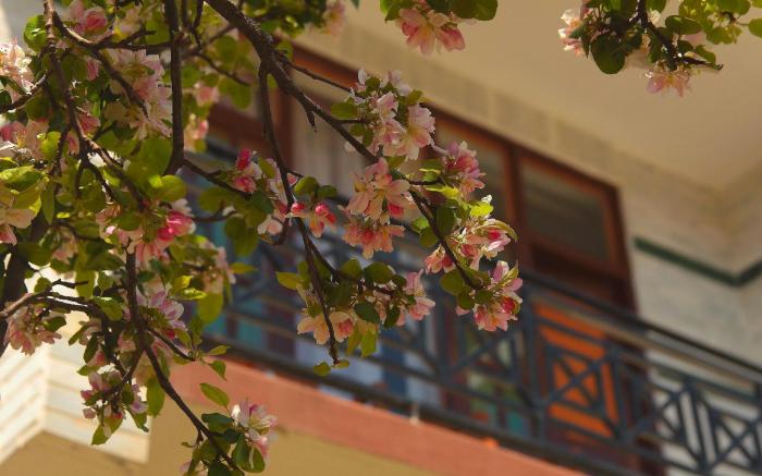The Manali Lodge