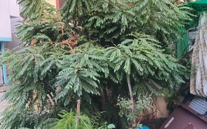 Sandhya Guest House