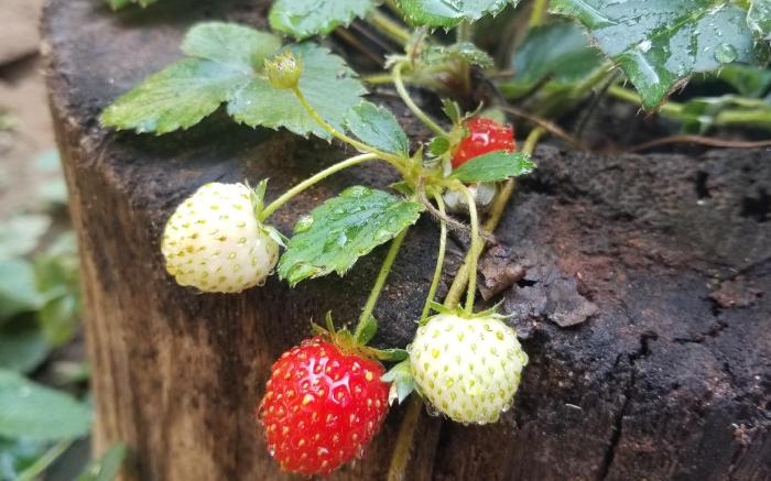 Mullai Farms - A Paradise Farm Stay near Pollachi