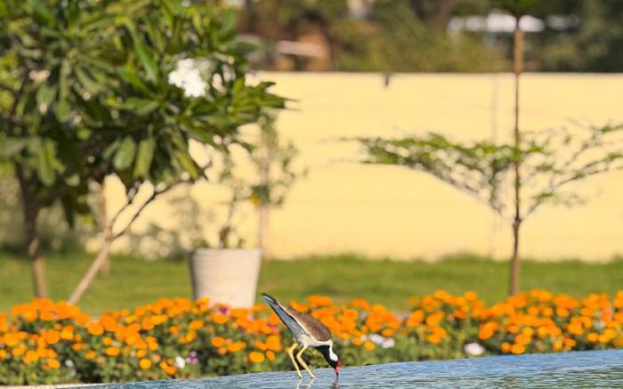The Vaag Udaipur - A Luxury Pool Villa in Udaipur