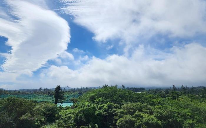 Jeju Sacred Forest