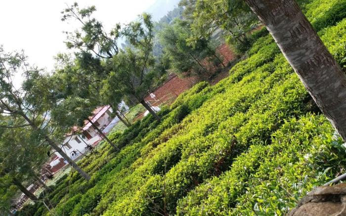 Joni farm house in Ooty