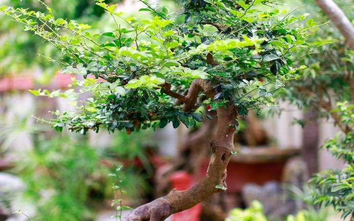 Bonsai Villa Hoi An