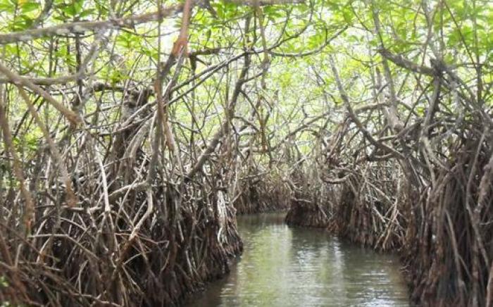 The Mangrove Cave Hotel