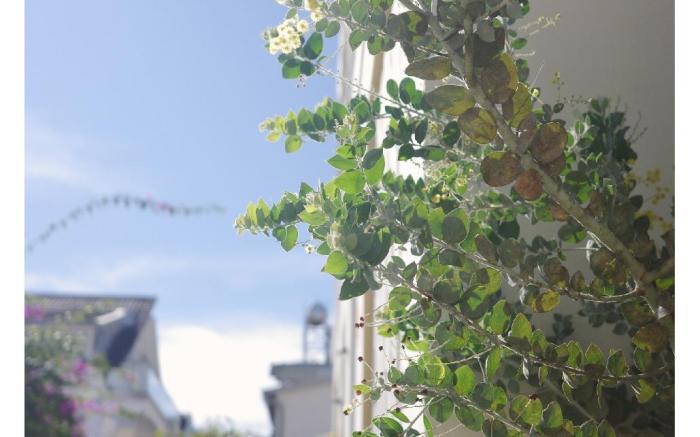 Le Macaron Garden Stay 