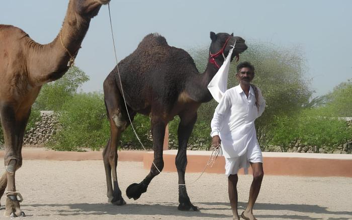 Bishnoi Village Camp and Resort