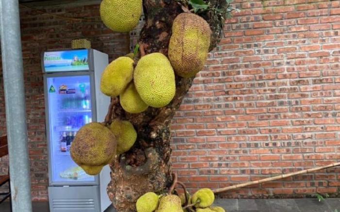 Nam Nhung Tam Coc Homestay