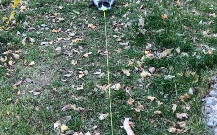 Simone's Secret Garden