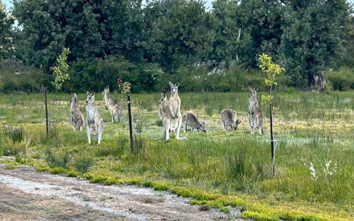 Le Grande Villas Raymond Island