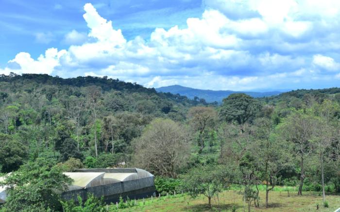 Mountain Breeze Coorg