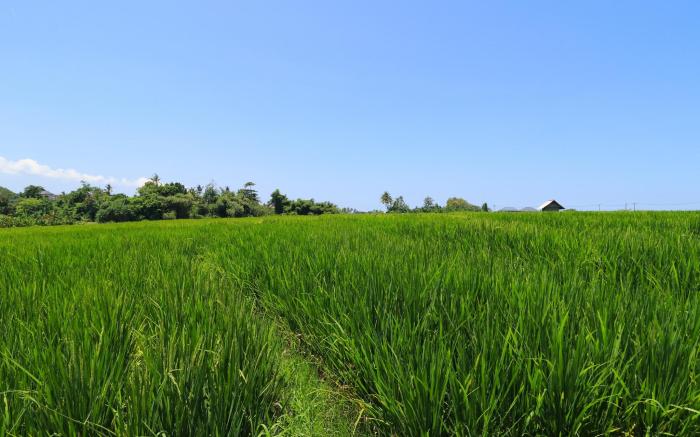 Villa Alisha Pererenan Canggu