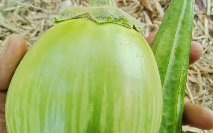 Green Garden Food Forest Buriram