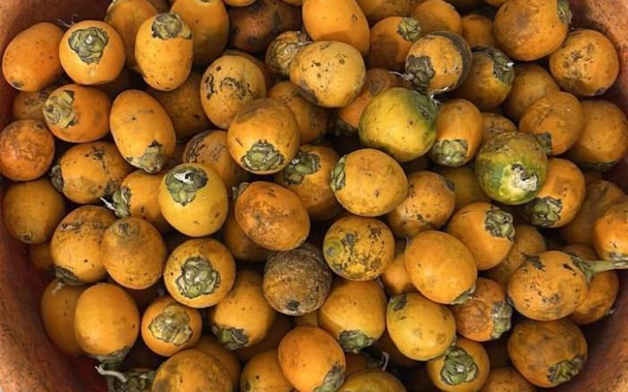 Prasad villas and homestay