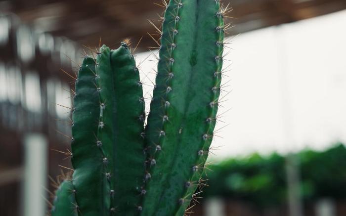 The Beach Club, Varkala