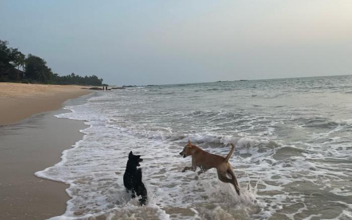 illa - By the sea