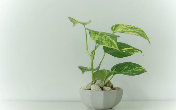 Family Unit A17 with Balcony