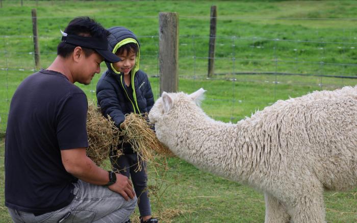 Silverstream Alpaca Farm-stay and Farm Tour