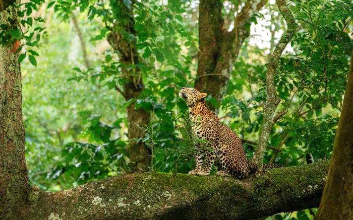 Coorg Wild Walk- CGH Earth Saha