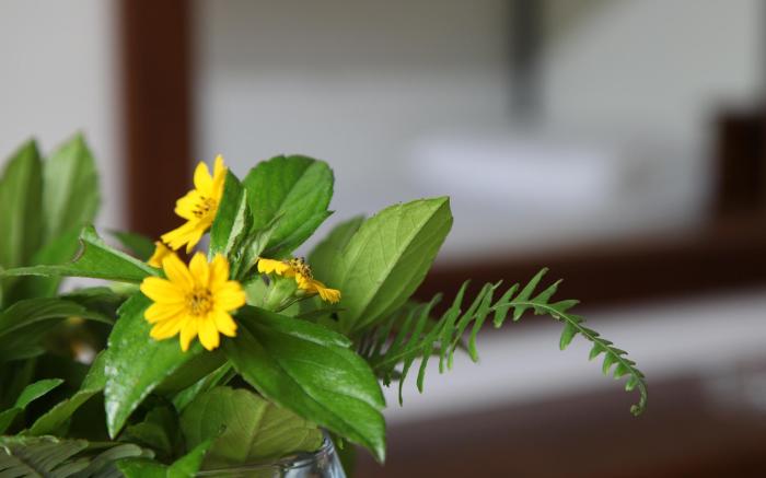 Sinharaja Forest Edge Guest House