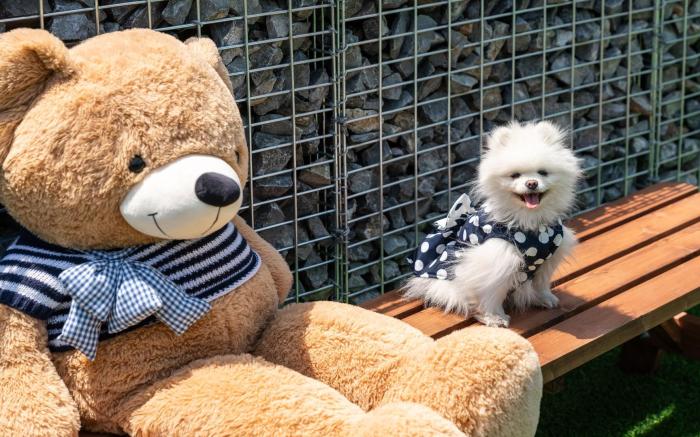 Hongcheon Lucky Dog Pension