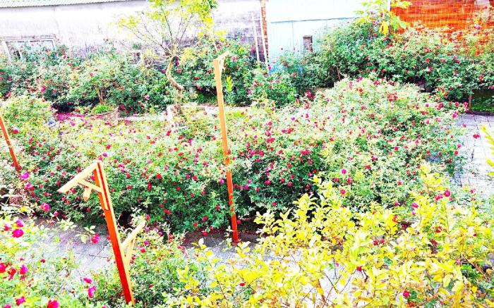 Rose Homestay 