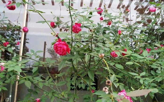 Rose Homestay 