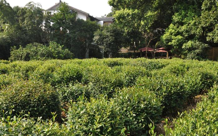 Hangzhou Teavilla Hotel