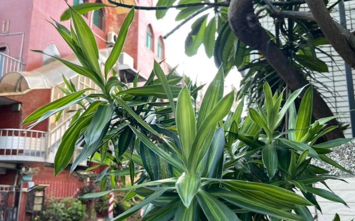 平方米1臥室獨立屋 (楠梓區) - 有1間私人浴室