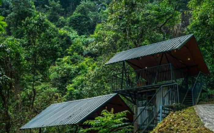 Song of the Trees by LexStays