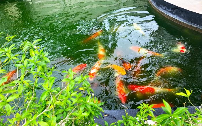 Royal Oceancrest Panglao 1 Sunset View Condo Unit