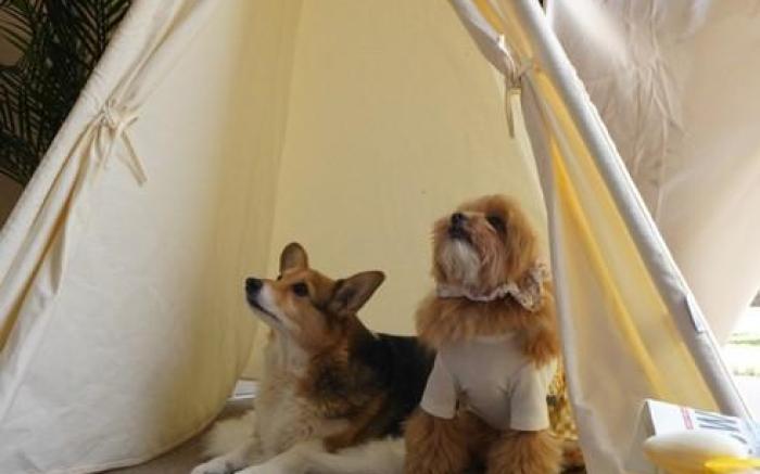 Soybean Field Puppy Dog Pension (Large Dogs Allowed)