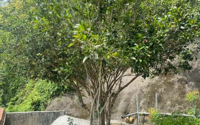 梅山久久景觀民宿