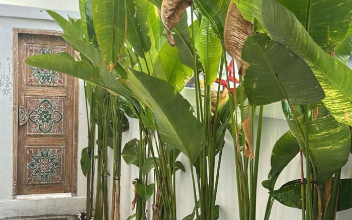 Casa Feliz Guest House