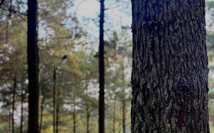 KAIA CAMP by Kalimaya