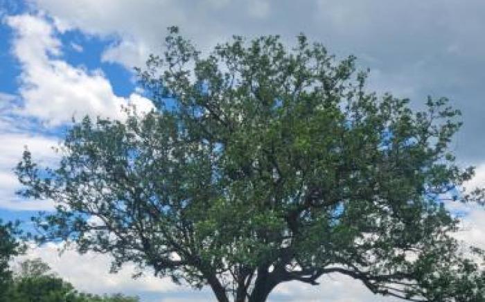 Ishq Sanctum- A Conscious Guest House