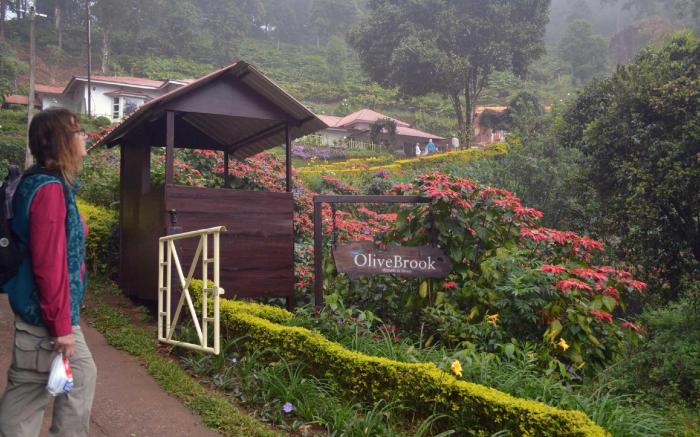 Olive Brook Resort