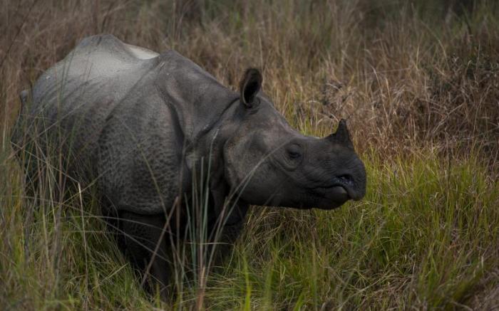 Siddhartha Wildlife Retreat